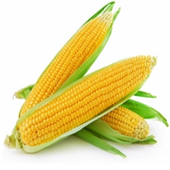 Fresh Corn